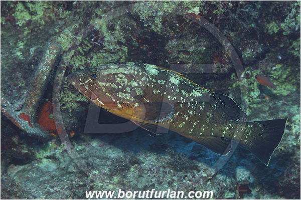 Kas, Turkey, Mediterranean sea, Epinephelus marginatus, Epinephelus, Serranidae, Dusky grouper, Grouper, Fish