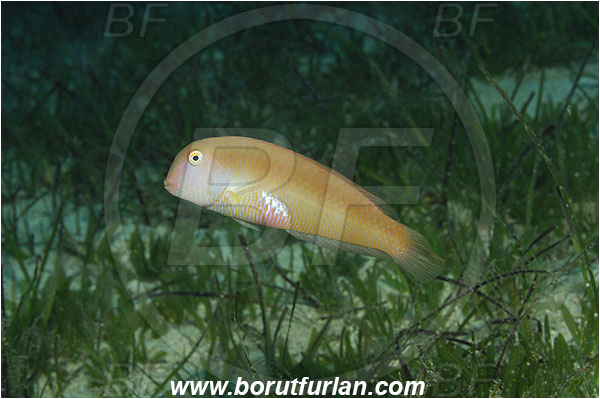 Kas, Turkey, Mediterranean sea, Xyrichtys novacula, Xyrichtys, Labridae, Pearly razorfish, Razorfish, Wrasse, Fish