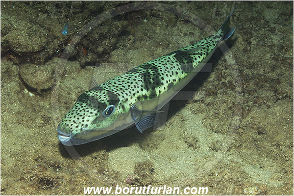 Kas, Turkey, Mediterranean sea, Lagocephalus sceleratus, Lagocephalus, Tetraodontidae, Silver-cheeked toadfish, Puffer fish, Fish