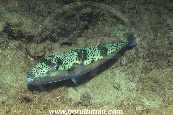 Kas, Turkey, Mediterranean sea, Lagocephalus sceleratus, Lagocephalus, Tetraodontidae, Silver-cheeked toadfish, Puffer fish, Fish