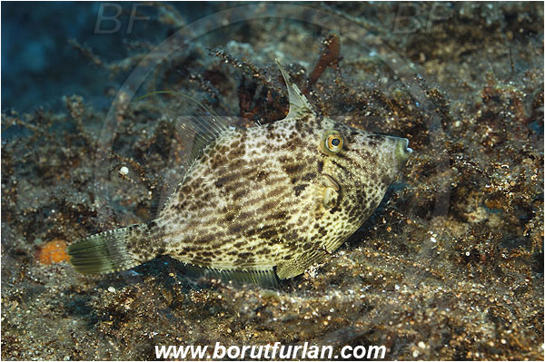 Kas, Turkey, Mediterranean sea, Stephanolepis diaspros, Stephanolepis, Monacanthidae, Reticulated leatherjacket, Reticulated filefish, Filefish, Fish