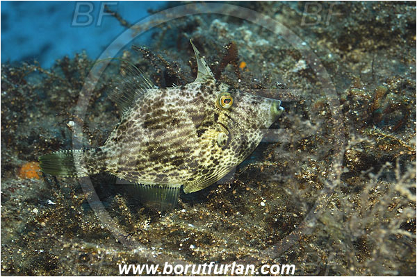 Kas, Turkey, Mediterranean sea, Stephanolepis diaspros, Stephanolepis, Monacanthidae, Reticulated leatherjacket, Reticulated filefish, Filefish, Fish