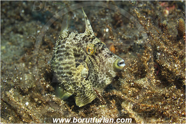 Kas, Turkey, Mediterranean sea, Stephanolepis diaspros, Stephanolepis, Monacanthidae, Reticulated leatherjacket, Reticulated filefish, Filefish, Fish