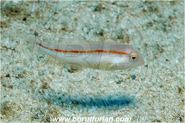 Kas, Turkey, Mediterranean sea, Xyrichtys novacula, Xyrichtys, Labridae, Pearly razorfish, Razorfish, Wrasse, Fish, Juvenile