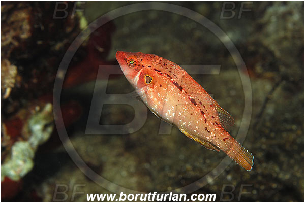 Kas, Turkey, Mediterranean sea, Pteragogus pelycus, Pteragogus, Labridae, Sideburn wrasse, Wrasse, Fish