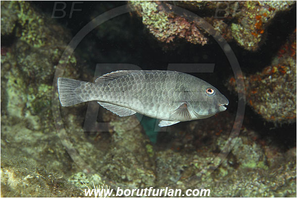 Kas, Turkey, Mediterranean sea, Sparisoma cretense, Sparisoma, Scaridae, Mediterranean parrotfish, Parrotfish, Wrasse, Fish, Male