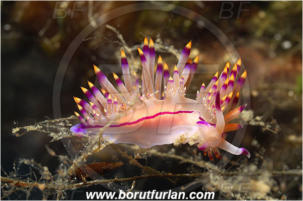 Kas, Turkey, Mediterranean sea, Coryphellina rubrolineata, Coryphellina, Flabellinidae, Red-lined flabellina, Nudibranch, Sea slug, Gastropoda, Mollusca