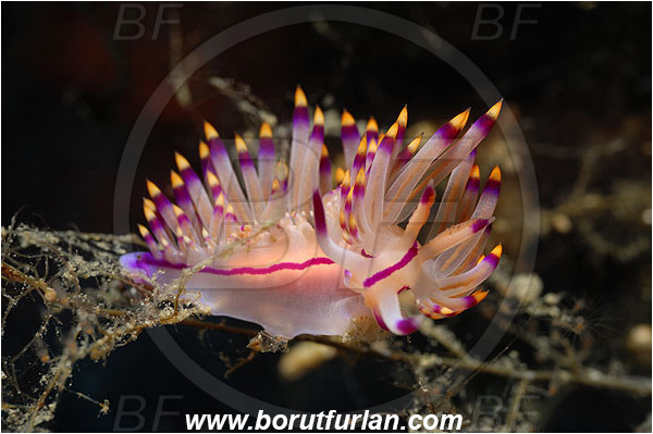 Kas, Turkey, Mediterranean sea, Coryphellina rubrolineata, Coryphellina, Flabellinidae, Red-lined flabellina, Nudibranch, Sea slug, Gastropoda, Mollusca