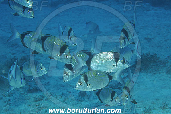 Kas, Turkey, Mediterranean sea, Diplodus vulgaris, Diplodus, Sparidae, Common two-banded seabream, Seabream, Fish, Fish school