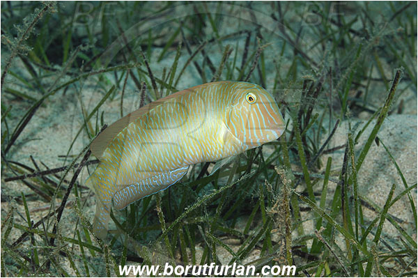 Kas, Turkey, Mediterranean sea, Xyrichtys novacula, Xyrichtys, Labridae, Pearly razorfish, Razorfish, Wrasse, Fish