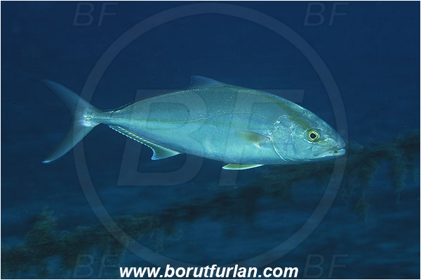 Kas, Turkey, Mediterranean sea, Seriola dumerili, Seriola, Carangidae, Greater Amberjack, Amberjack, Jack, Fish