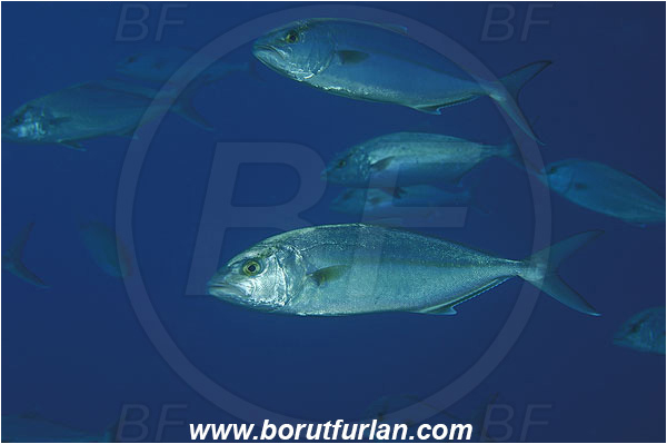 Kas, Turkey, Mediterranean sea, Seriola dumerili, Seriola, Carangidae, Greater Amberjack, Amberjack, Jack, Fish, Fish school