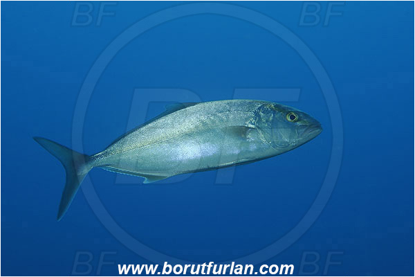 Kas, Turkey, Mediterranean sea, Seriola dumerili, Seriola, Carangidae, Greater Amberjack, Amberjack, Jack, Fish