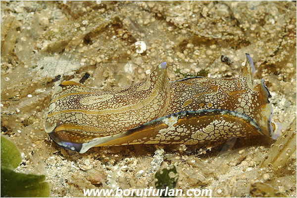 Kas, Turkey, Mediterranean sea, Philinopsis depicta, Philinopsis, Aglajidae, Headshield Slug, Nudibranch, Sea slug, Gastropoda, Mollusca