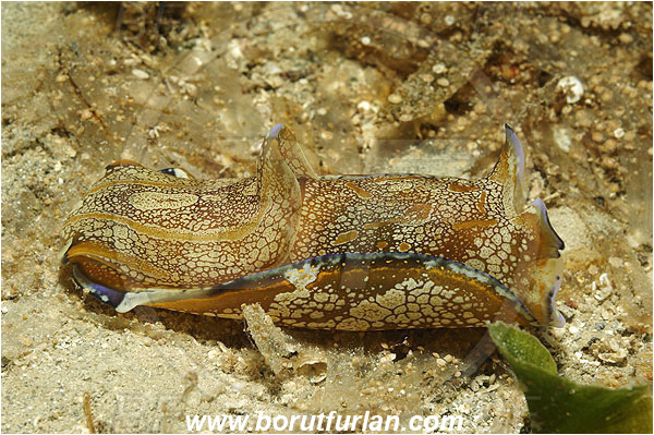 Kas, Turkey, Mediterranean sea, Philinopsis depicta, Philinopsis, Aglajidae, Headshield Slug, Nudibranch, Sea slug, Gastropoda, Mollusca
