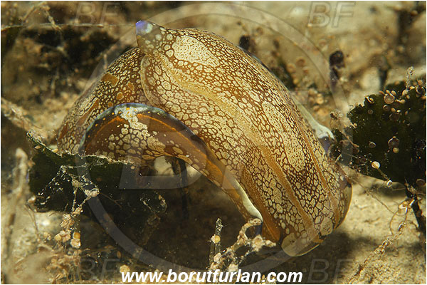 Kas, Turkey, Mediterranean sea, Philinopsis depicta, Philinopsis, Aglajidae, Headshield Slug, Nudibranch, Sea slug, Gastropoda, Mollusca