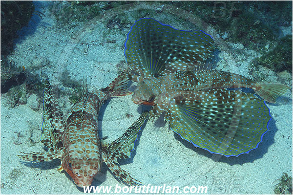 Kas, Turkey, Mediterranean sea, Dactylopterus volitans, Dactylopterus, Dactylopteridae, Helmet gurnard, Flying gurnard, Fish