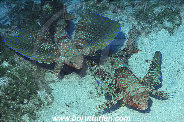 Kas, Turkey, Mediterranean sea, Dactylopterus volitans, Dactylopterus, Dactylopteridae, Helmet gurnard, Flying gurnard, Fish