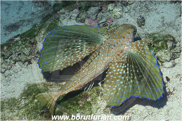 Kas, Turkey, Mediterranean sea, Dactylopterus volitans, Dactylopterus, Dactylopteridae, Helmet gurnard, Flying gurnard, Fish