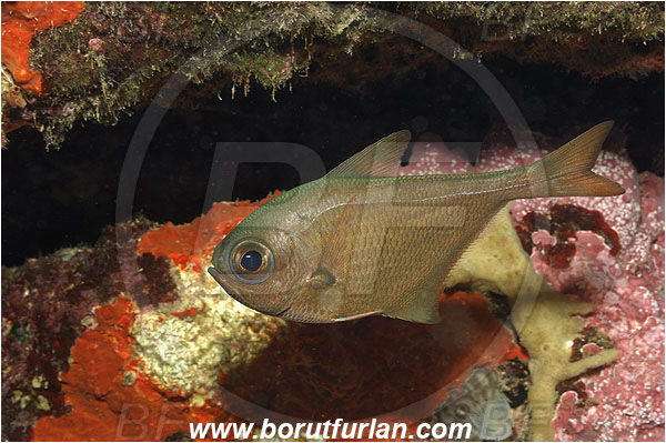 Kas, Turkey, Mediterranean sea, Pempheris vanicolensis, Pempheris, Pempheridae, Greenback bullseye, Vanikoro sweeper, Sweeper, Fish