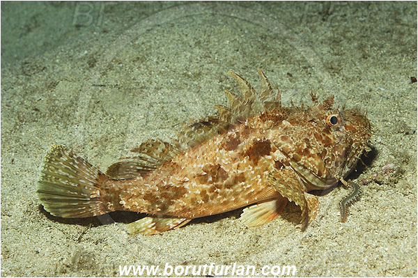 Kas, Turkey, Mediterranean sea, Scorpaena scrofa, Scorpaena, Scorpaenidae, Great red scorpionfish, Scorpionfish, Fish, Hermodice carunculata, Hermodice, Amphinomidae, Bearded fireworm, Fireworm, Worm, Polychaeta
