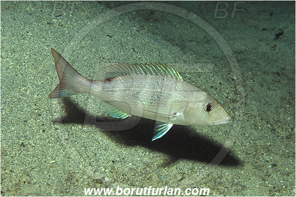 Kas, Turkey, Mediterranean sea, Dentex dentex, Dentex, Sparidae, Common dentex, Bream, Fish, Juvenile