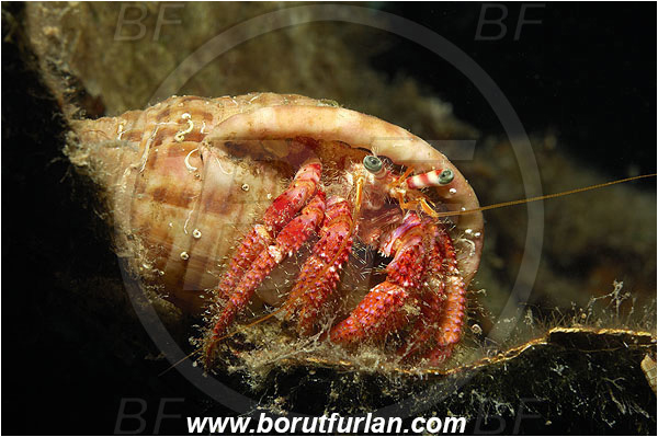 Kas, Turkey, Mediterranean sea, Dardanus calidus, Dardanus, Diogenidae, Crustacea, Crustacean, Red hermit crab, Hermit crab, Crab