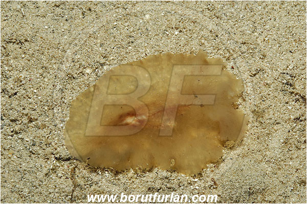 Kas, Turkey, Mediterranean sea, Planocera graffi, Planocera, Planoceridae, Graffi flatworm, Flatworm, Platyhelminthes