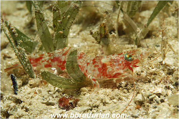Kas, Turkey, Mediterranean sea, Trachysalambria palaestinensis, Trachysalambria, Penaeidae, Decapoda, Prawn, Shrimp, Crustacea, Crustacean