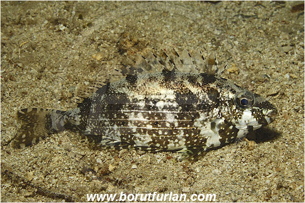 Kas, Turkey, Mediterranean sea, Siganus luridus, Siganus, Siganidae, Dusky spinefoot, Spinefoot, Dusky rabbit fish, Rabbit fish, Fish