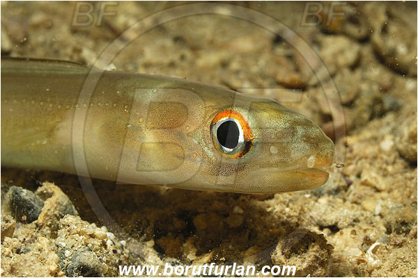 Kas, Turkey, Mediterranean sea, Ariosoma balearicum, Ariosoma, Congridae, Bandtooth conger, Conger, Fish, Portrait
