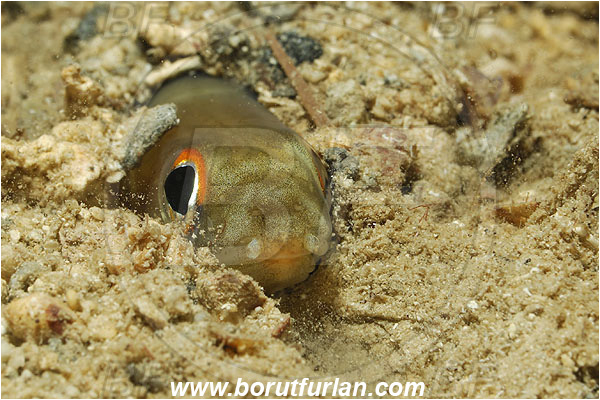 Kas, Turkey, Mediterranean sea, Ariosoma balearicum, Ariosoma, Congridae, Bandtooth conger, Conger, Fish, Portrait