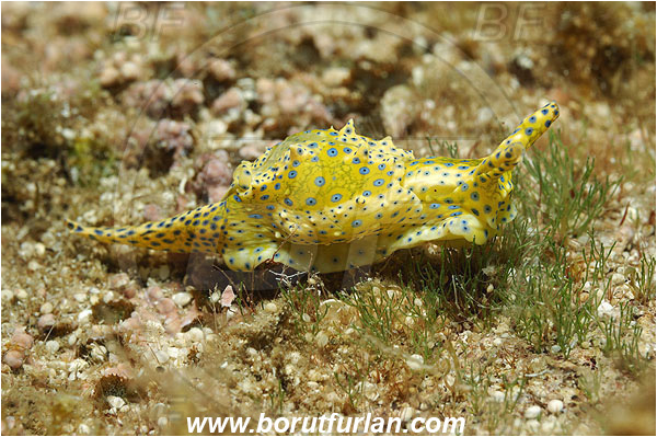 Kas, Turkey, Mediterranean sea, Oxynoe viridis, Oxynoe, Oxynoidae, Bubble snail, Nudibranch, Sea slug, Gastropoda, Mollusca
