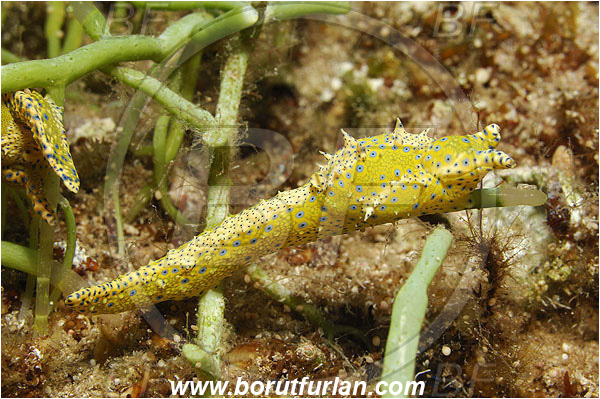 Kas, Turkey, Mediterranean sea, Oxynoe viridis, Oxynoe, Oxynoidae, Bubble snail, Nudibranch, Sea slug, Gastropoda, Mollusca