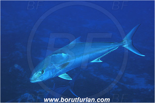 Kas, Turkey, Mediterranean sea, Seriola dumerili, Seriola, Carangidae, Greater Amberjack, Amberjack, Jack, Fish