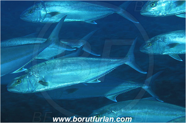 Kas, Turkey, Mediterranean sea, Seriola dumerili, Seriola, Carangidae, Greater Amberjack, Amberjack, Jack, Fish, Fish school