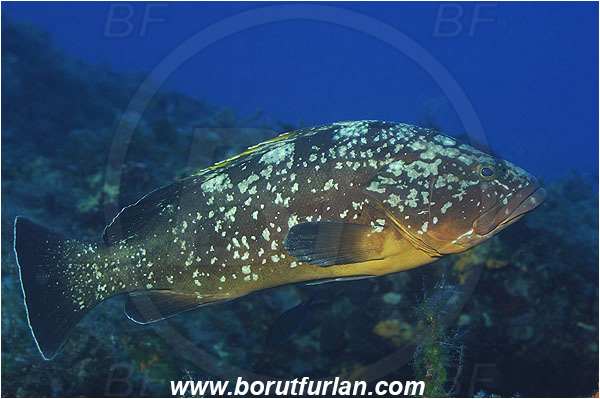 Kas, Turkey, Mediterranean sea, Epinephelus marginatus, Epinephelus, Serranidae, Dusky grouper, Grouper, Fish