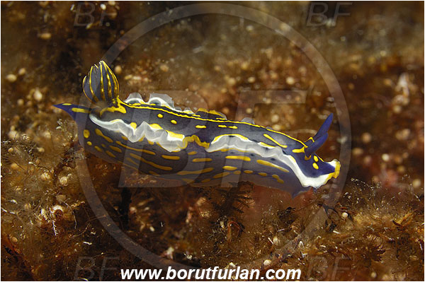 Kas, Turkey, Mediterranean sea, Felimare picta, Felimare, Chromodorididae, Painted dorid, Nudibranch, Sea slug, Gastropoda, Mollusca, Juvenile