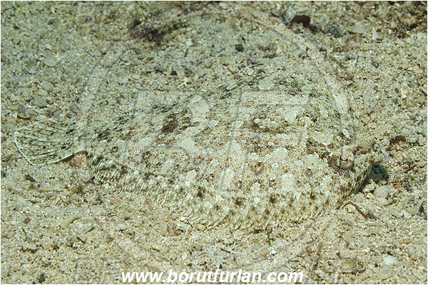 Kas, Turkey, Mediterranean sea, Arnoglossus thori, Arnoglossus, Bothidae, Thor
