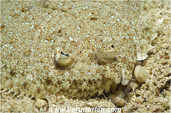 Kas, Turkey, Mediterranean sea, Arnoglossus thori, Arnoglossus, Bothidae, Thor