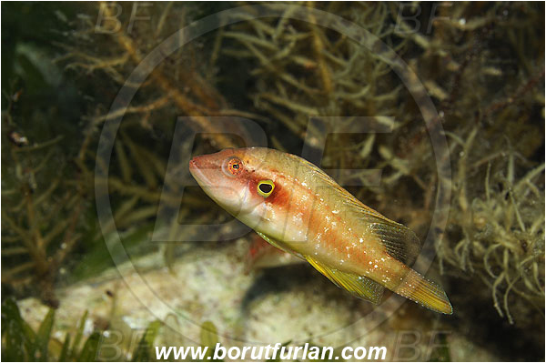 Kas, Turkey, Mediterranean sea, Pteragogus pelycus, Pteragogus, Labridae, Sideburn wrasse, Wrasse, Fish