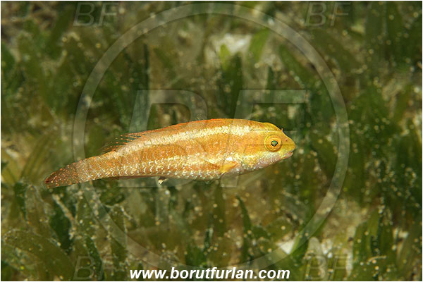 Kas, Turkey, Mediterranean sea, Sparisoma cretense, Sparisoma, Scaridae, Mediterranean parrotfish, Parrotfish, Wrasse, Fish, Juvenile