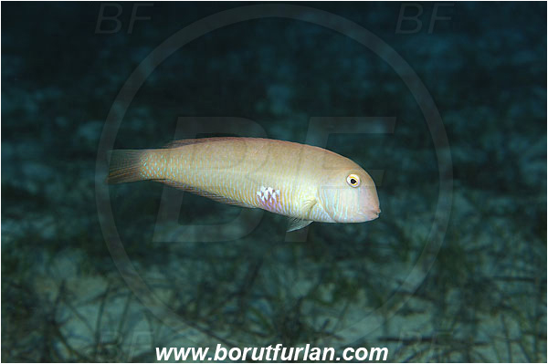 Kas, Turkey, Mediterranean sea, Xyrichtys novacula, Xyrichtys, Labridae, Pearly razorfish, Razorfish, Wrasse, Fish