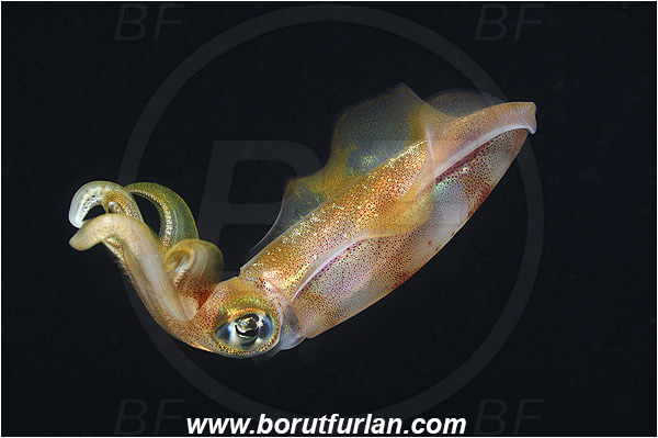 Kas, Turkey, Mediterranean sea, Loligo vulgaris, Loligo, Loliginidae, European squid, Common squid, Squid, Cephalopoda, Mollusca, Mollusc