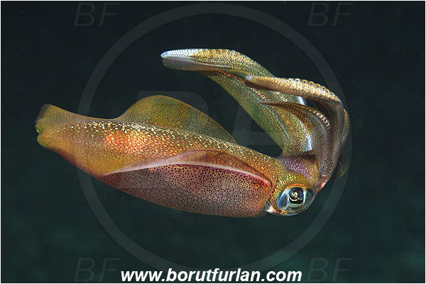 Kas, Turkey, Mediterranean sea, Loligo vulgaris, Loligo, Loliginidae, European squid, Common squid, Squid, Cephalopoda, Mollusca, Mollusc