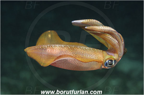 Kas, Turkey, Mediterranean sea, Loligo vulgaris, Loligo, Loliginidae, European squid, Common squid, Squid, Cephalopoda, Mollusca, Mollusc