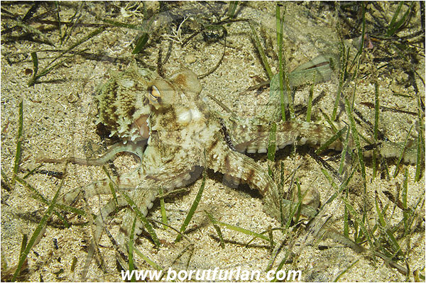 Kas, Turkey, Mediterranean sea, Octopus vulgaris, Octopus, Octopodidae, Common octopus, Cephalopoda, Mollusca, Mollusc