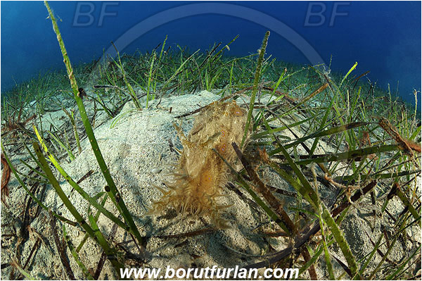 Kas, Turkey, Mediterranean sea, Bursatella leachi, Bursatella, Aplysiidae, Shaggy sea hare, Ragged sea hare, Sea hare, Nudibranch, Sea slug, Gastropoda, Mollusca, Sea grass