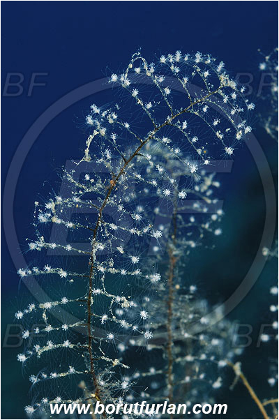 Kas, Turkey, Mediterranean sea, Hydrozoa, Cnidaria, Cnidarian, Hydroid, Unidentified
