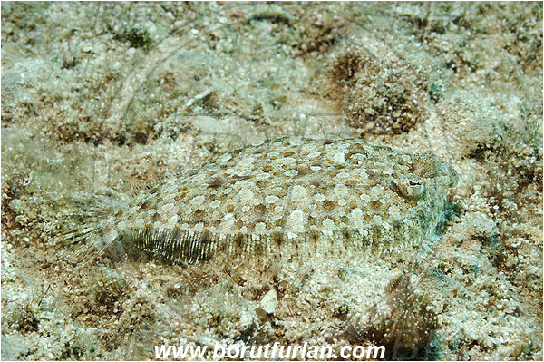 Kas, Turkey, Mediterranean sea, Arnoglossus thori, Arnoglossus, Bothidae, Thor